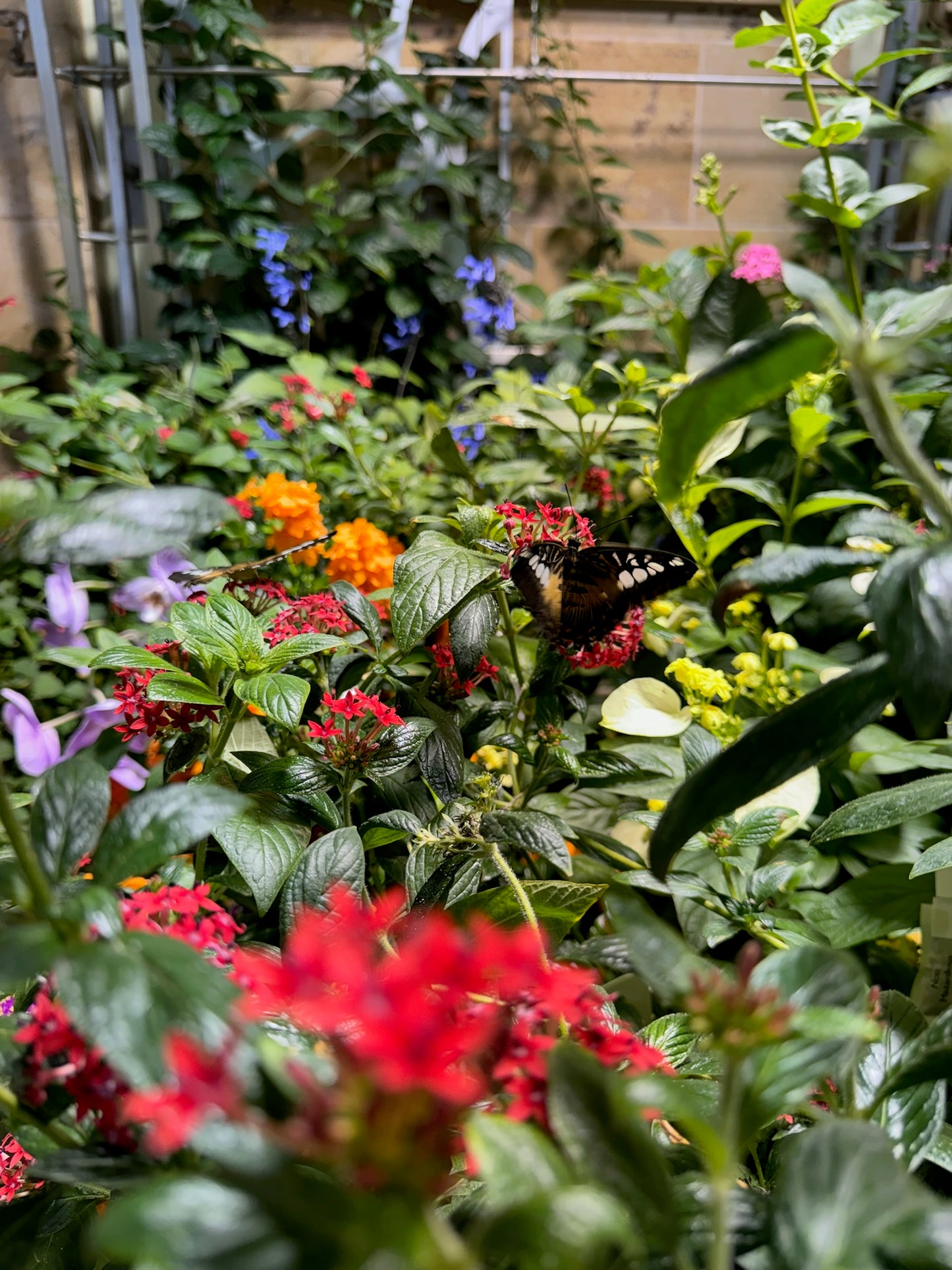 VIRTUAL "Productive, Pest-Resilient Garden System" Workshop (March Dates)