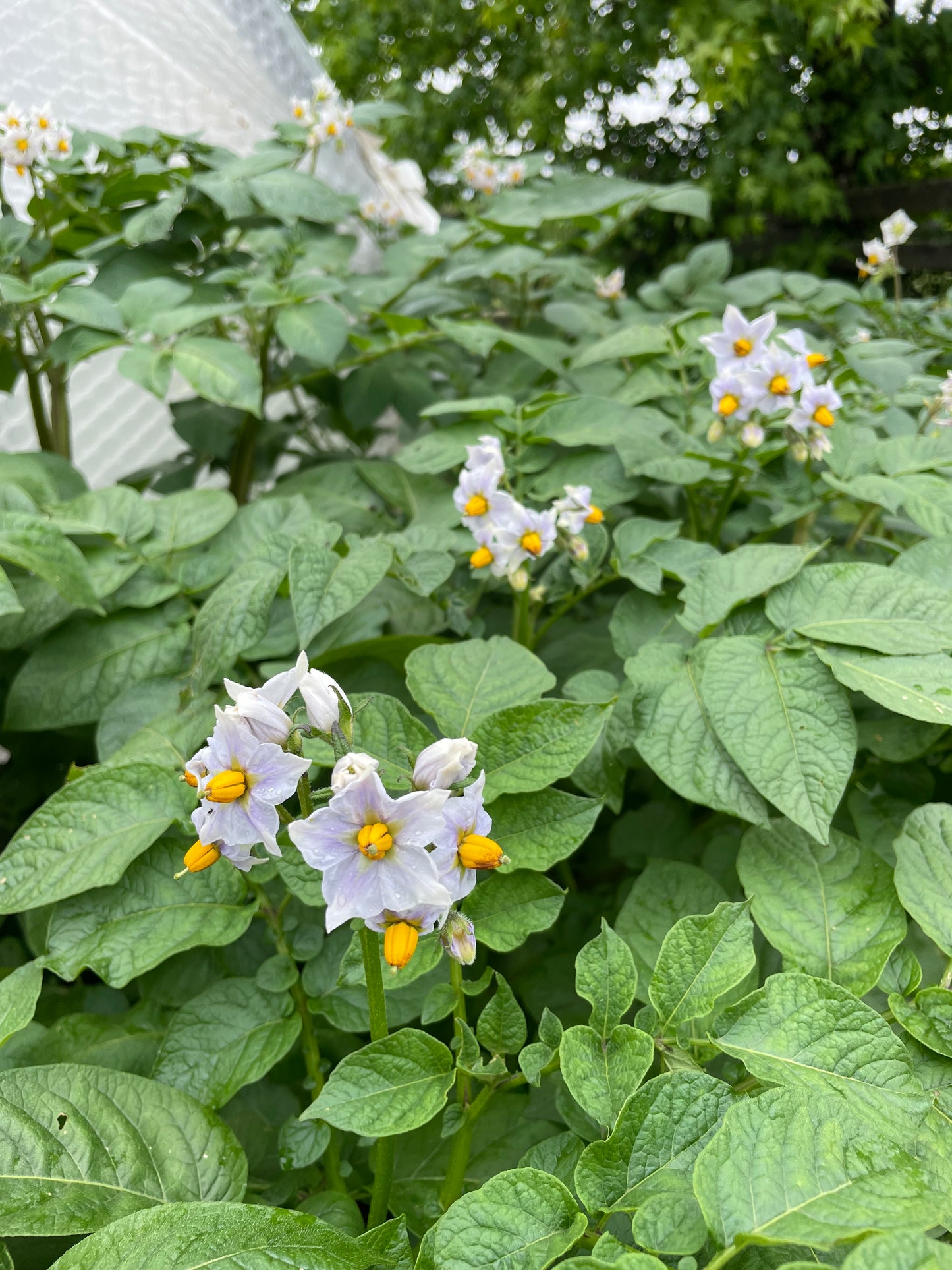 VIRTUAL Potato & Sweet Potato Growing Workshop