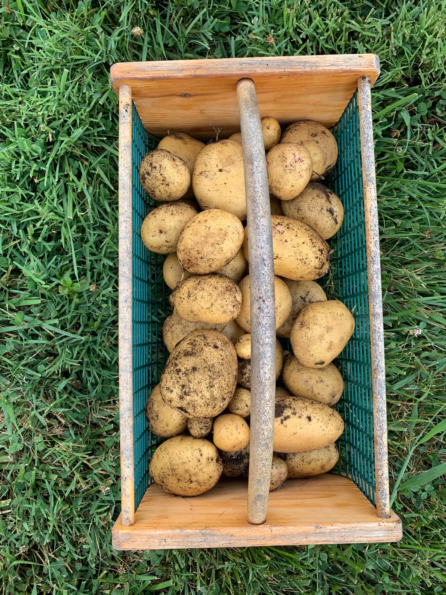 VIRTUAL Potato & Sweet Potato Growing Workshop