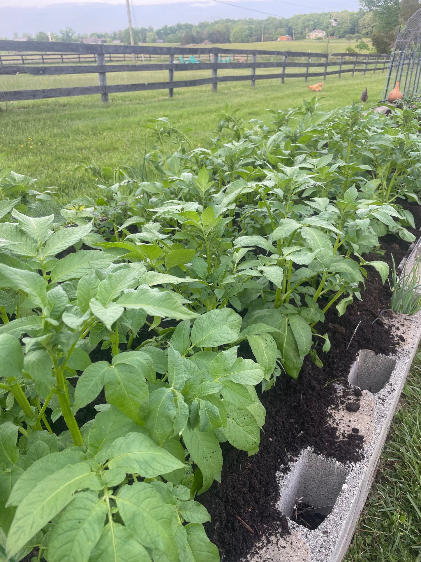 VIRTUAL Potato & Sweet Potato Growing Workshop
