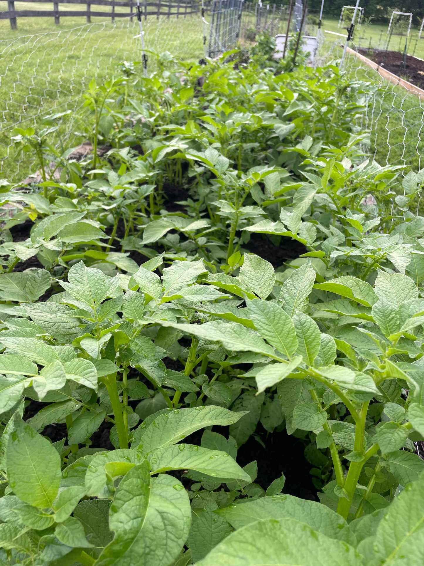 VIRTUAL Potato & Sweet Potato Growing Workshop