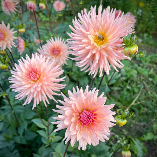 Preference - Dahlia Seedling