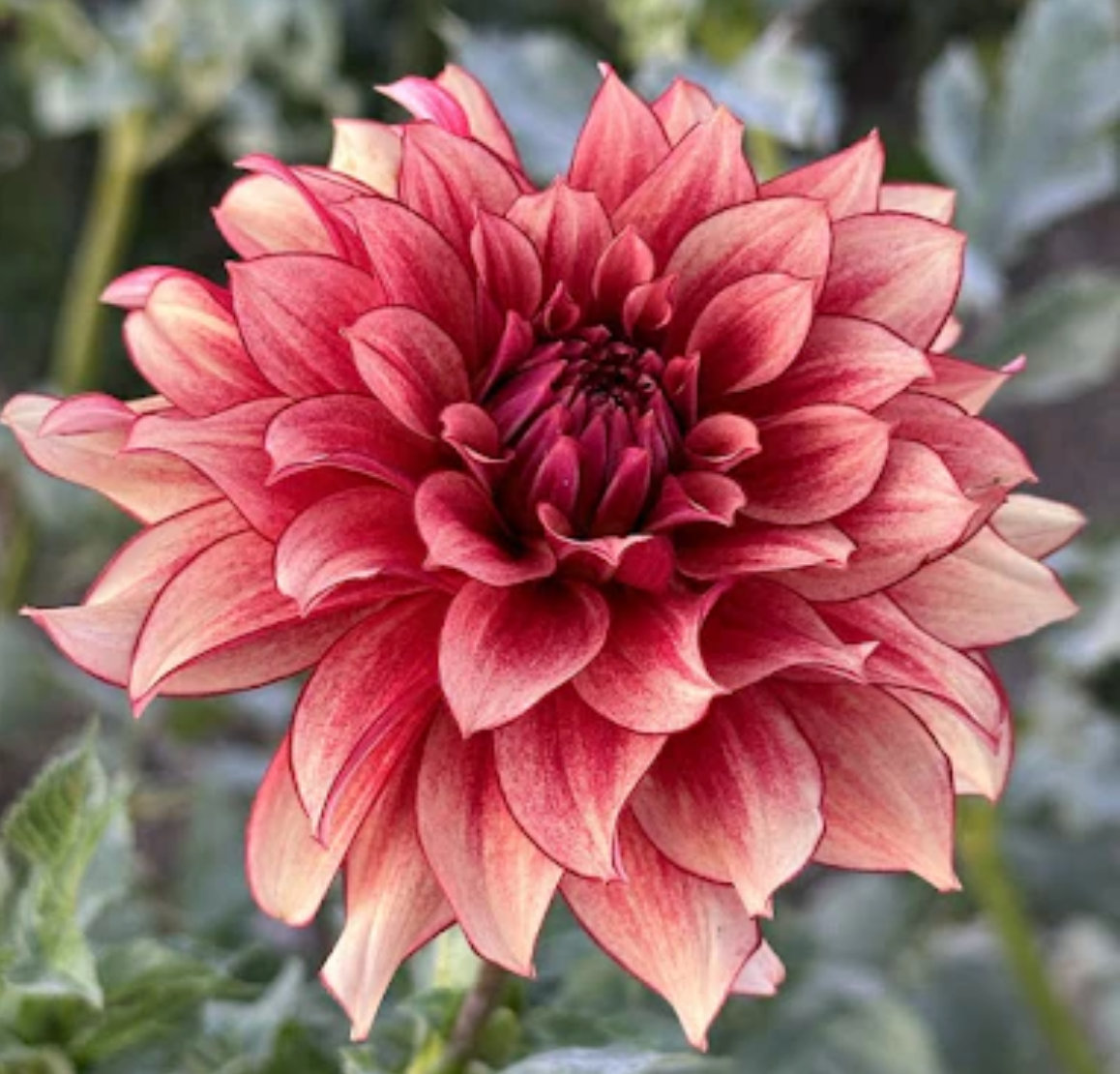 N-Force - Dahlia Seedling