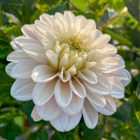 Silver Years - Dahlia Tuber