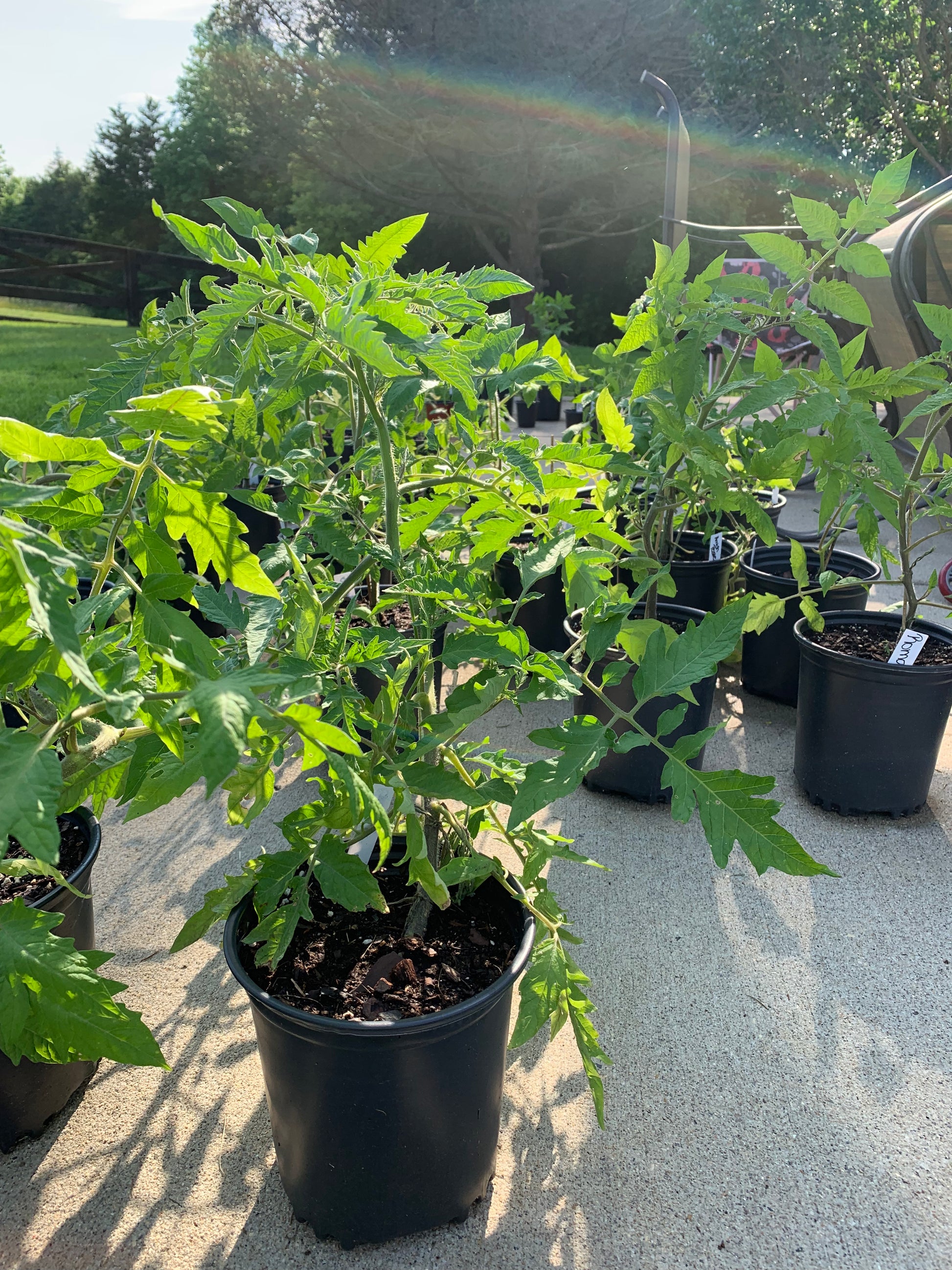 Potted plants on a concrete surface with a blurred outdoor background