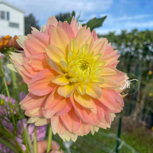 Verkist Tranquility - Dahlia Tuber