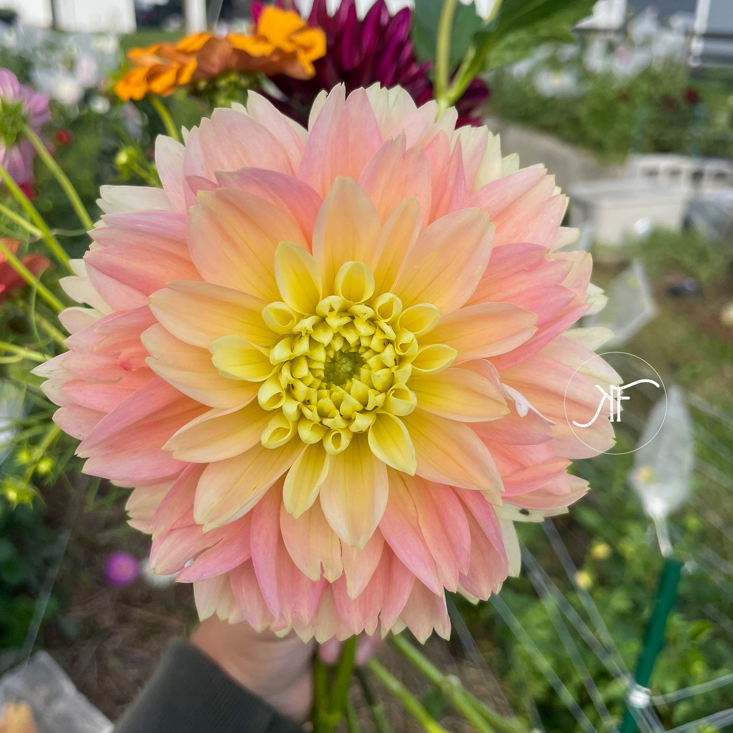 Verkist Tranquility - Dahlia Tuber