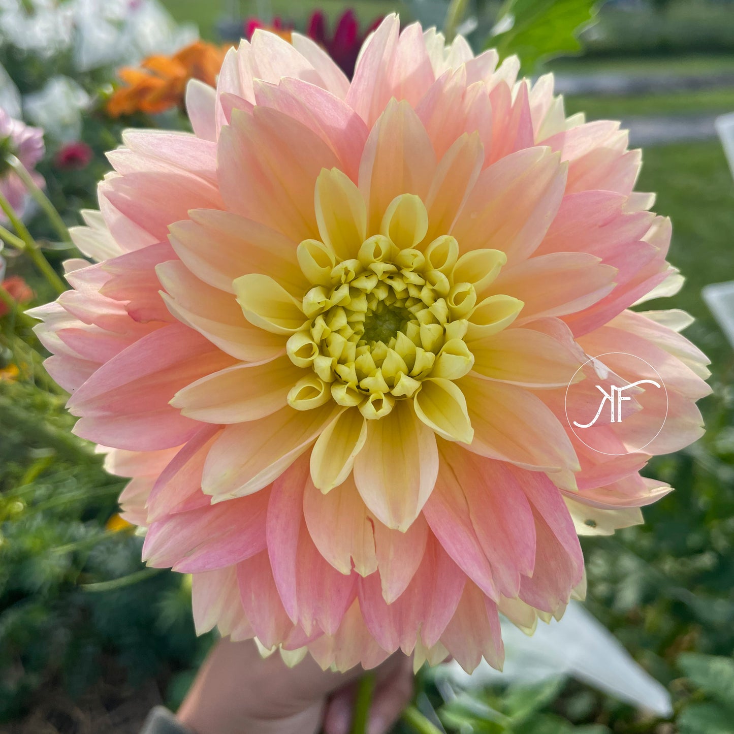 Verkist Tranquility - Dahlia Tuber