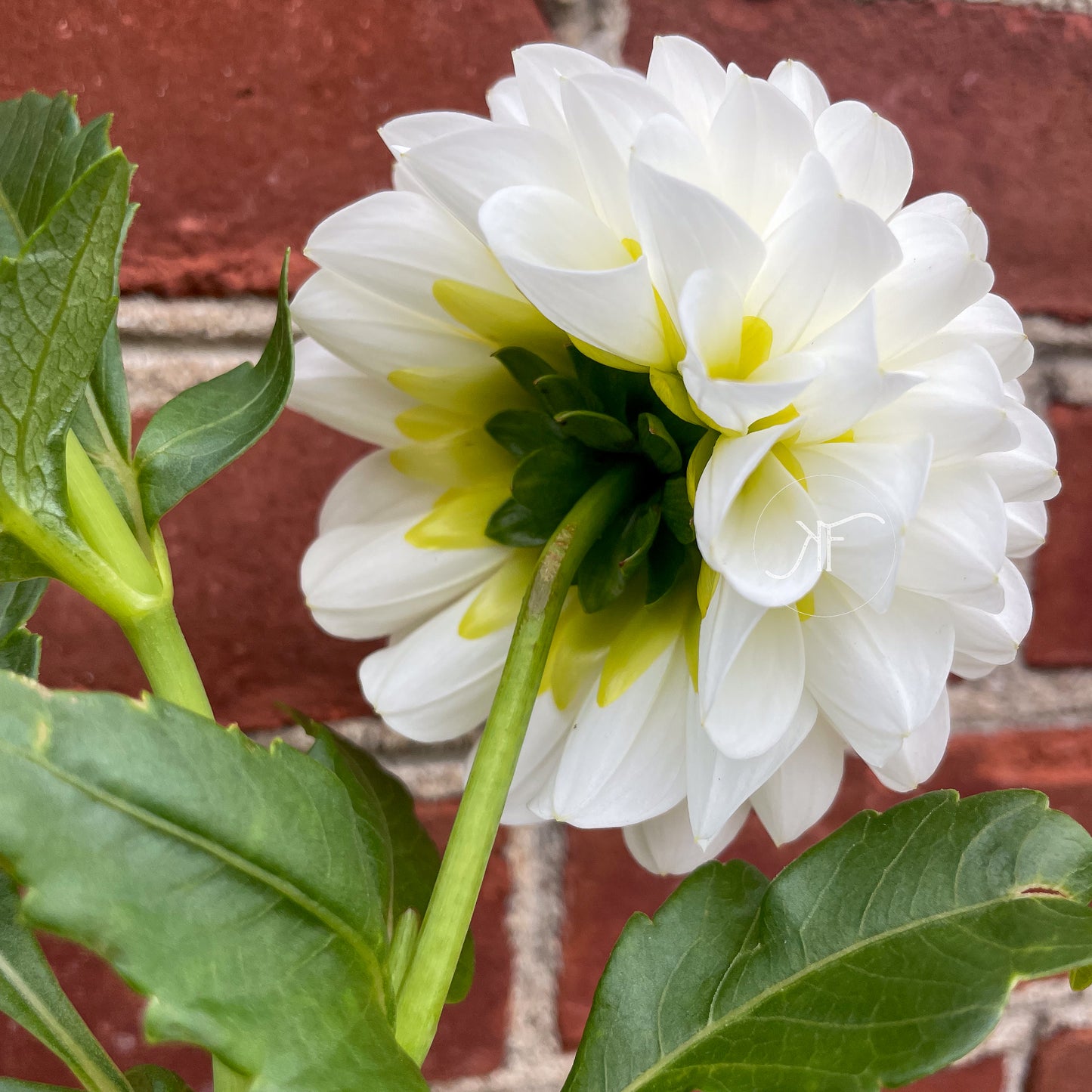 White Nettie - Dahlia Tuber