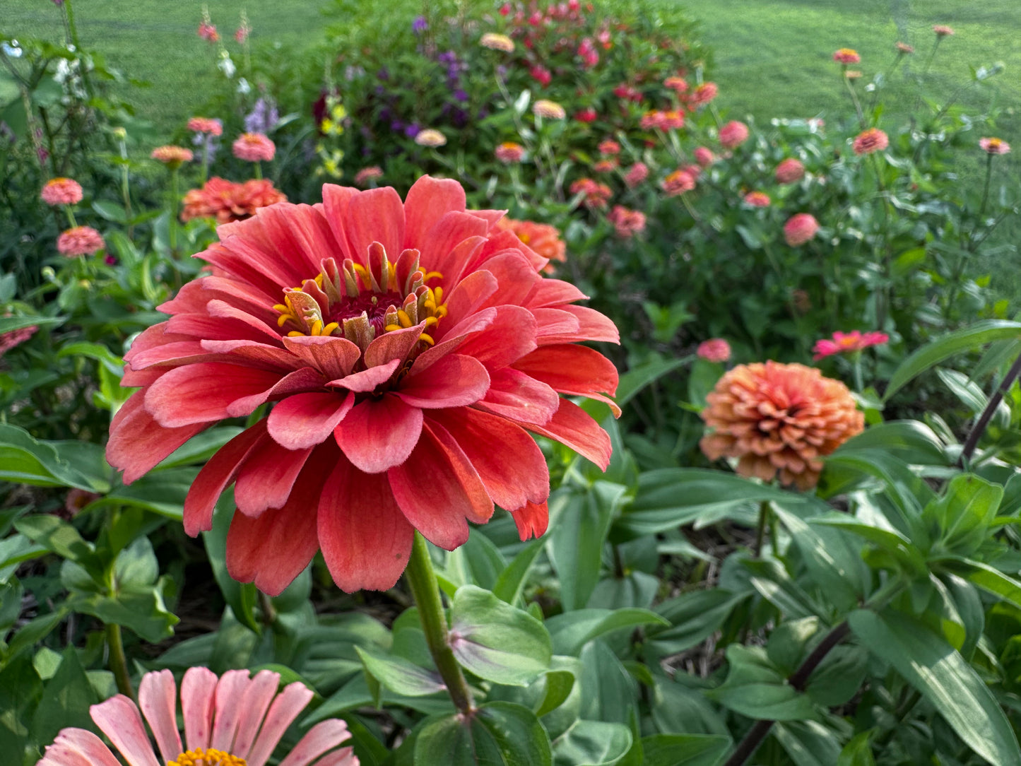 VIRTUAL "Productive, Pest-Resilient Garden System" Workshop (March Dates)