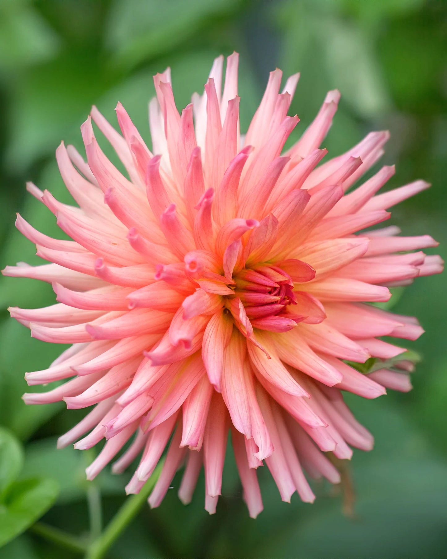 Preference - Dahlia Seedling