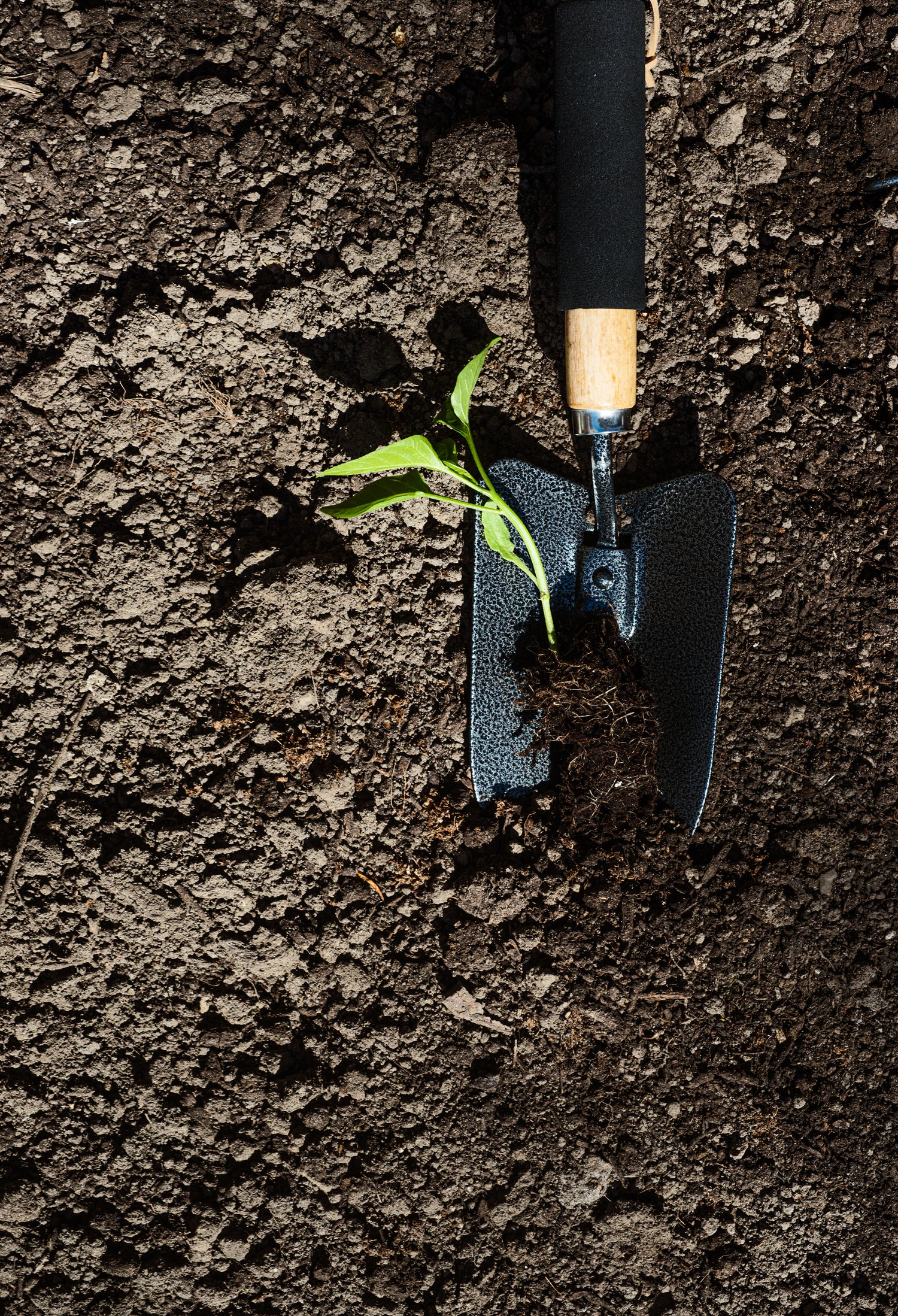 gardening trowel in the soil with a pepper plant in it