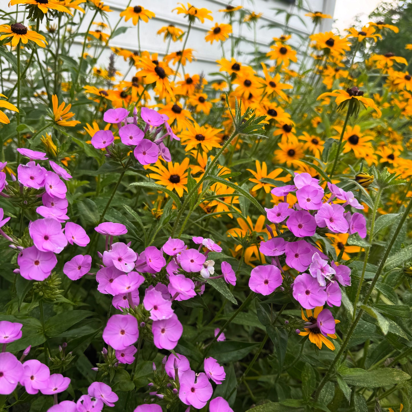 VIRTUAL "Productive, Pest-Resilient Garden System" Workshop (March Dates)