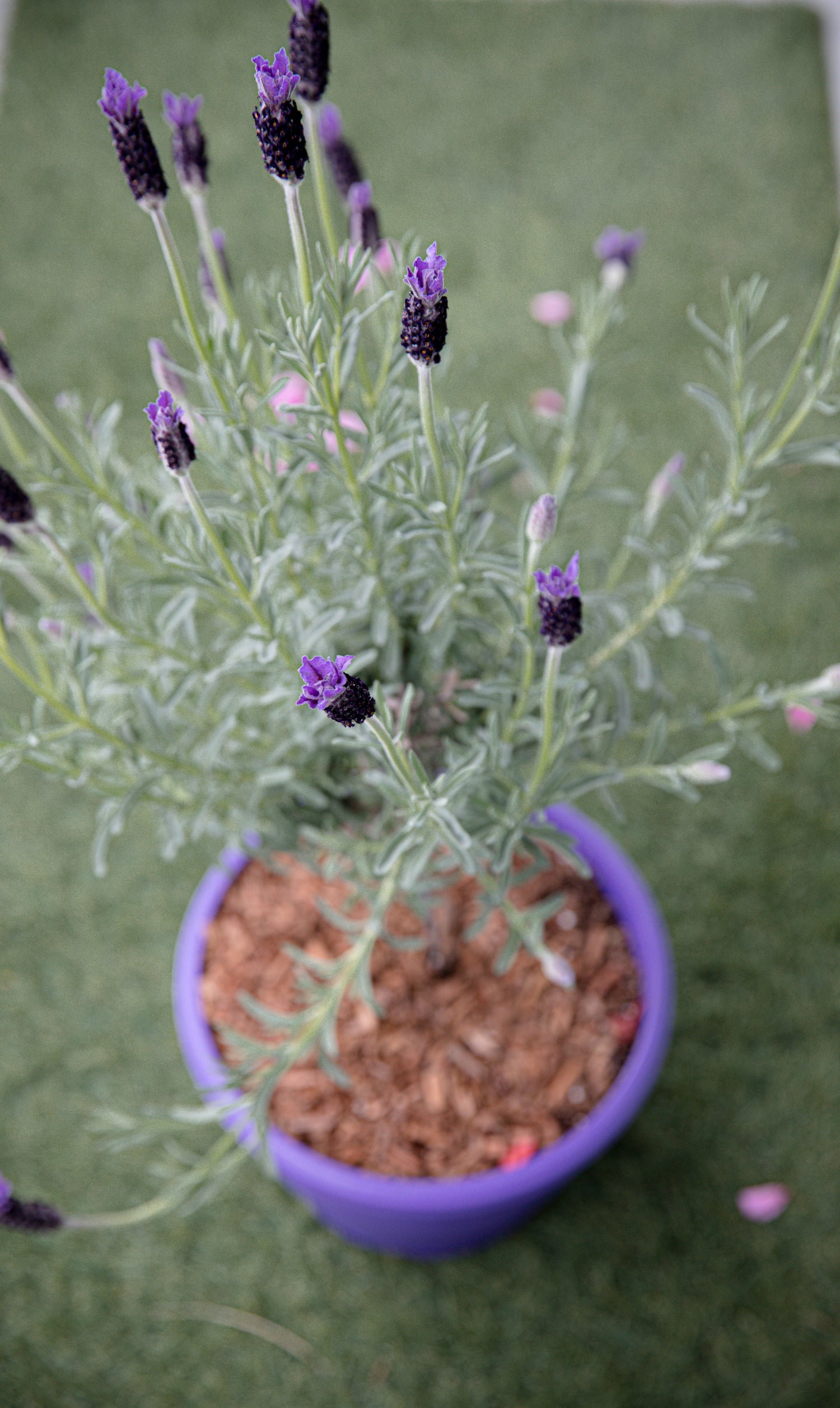 Potted lavender plant in a purple pot on green grass